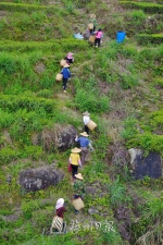 茶田一般都在海拔较高处，采茶人要背着竹篓沿着蜿蜒的山路上山采茶。 - Meizhou.Cn