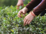要保证采得的茶叶品质，采茶人必须练就“眼尖心细手巧”的功夫。 - Meizhou.Cn
