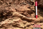 陕西铜川发现罕见2.5亿年前远古生物陆地活动遗迹 - News.21cn.Com