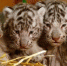 奥地利白色动物园迎来白虎四胞胎萌化人心（图） - 广东电视网