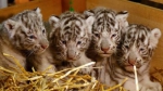奥地利白色动物园迎来白虎四胞胎萌化人心（图） - 广东电视网