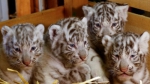 奥地利白色动物园迎来白虎四胞胎 萌化人心(图) - 广东电视网