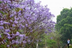 蓝花楹聚成团 最为奇幻的紫色仙境又来了 - 广东电视网