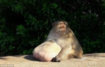 泰国猴子胖成猪 神奇!除了胖啥病没有 - News.Ycwb.Com