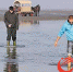 在瓦登海国家公园捡生蚝的游客 - News.Ycwb.Com