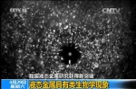 中国科学家发现液态金属类生物学现象 - Southcn.Com