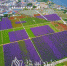 白马村170多亩马鞭草浪漫绽放，犹如紫色花海。（高讯　摄） - Meizhou.Cn