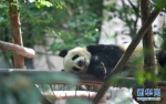 爱爬树的网红熊猫毛笋要去丹麦住豪宅、吃生蚝了 - 广东电视网