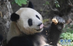 爱爬树的网红熊猫毛笋要去丹麦住豪宅、吃生蚝了 - 广东电视网
