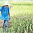 天堂镇的“新传说”——一位紫米种植户带动的农业供给侧改革 - Southcn.Com