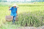 天堂镇的“新传说”——一位紫米种植户带动的农业供给侧改革 - Southcn.Com