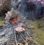 最美杜鹃花海遭毒手 游客折花枝烤肉 - 广东电视网