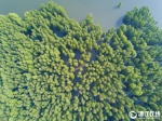 余姚：四明湖畔白鹭栖息 保护生态湿地显成效 - News.Ycwb.Com
