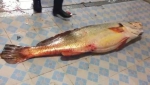 重约122斤天价鱼金钱鳘卖出347万 鱼膘 - 广东电视网