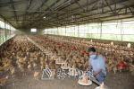 新岭村贫困户在养鸡场内检查饲养鸡群的设施。（胡金辉　摄） - Meizhou.Cn