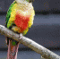 上图为小金太阳鹦鹉，学名绿颊锥尾鹦鹉 - 新浪广东