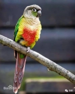 上图为小金太阳鹦鹉，学名绿颊锥尾鹦鹉 - 新浪广东