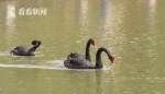 公园一只黑天鹅不见了 竟然被小偷拿回家炖萝卜吃 - 广东电视网