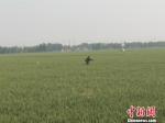 雄安新区小王营村西侧，一名村民正在麦田内灌溉。　王天译 摄 - News.21cn.Com