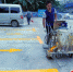 昨日，工作人员在景泰路旁一块空地上施划停车位。 西江日报记者 吴威豪 摄 - Southcn.Com