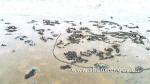红海湾渔民利用退潮在海滩捕捞贝壳类海产品 - Southcn.Com