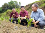 张导荣（中）和老中医一起探讨白及种养技术  （曹优生  摄） - Meizhou.Cn