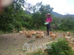 罗召辉利用南坑村山青水秀、村民居住分散的有利条件饲养山地鸡 - Meizhou.Cn