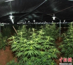 资料图：大棚内种植的大麻。中新社发 黄耀辉 摄 - 新浪广东