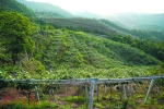 　　和平县下车镇云丰村是有名的猕猴桃种植基地。 - 新浪广东