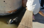 惊险！ 小女孩观看野生海狮不慎遭拖下水 - 广东电视网