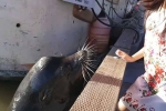 惊险！ 小女孩观看野生海狮不慎遭拖下水 - 广东电视网