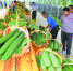 群瓜大会街坊“吃瓜”忙 第十三届蔬菜展示推广会南沙开幕 - 广东大洋网