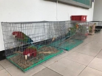 　　台湾一男子偷18只鹦鹉，被吵得受不了，带鹦鹉到派出所投案自首。（图片来源：台湾“东森新闻云”） - 新浪广东