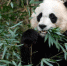 图为“美香”在华盛顿国家动物园内进食。 - News.21cn.Com
