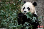 图为“美香”在华盛顿国家动物园内进食。 - News.21cn.Com