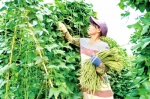 新兴县发展六大特色产业带动农民增收 - Southcn.Com