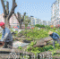 工人正在清理路树枝干，准备绿化带路树迁移。（连志城　摄） - Meizhou.Cn