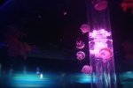 “海洋精灵”水母主题展六一登陆广东科学中心 - Southcn.Com