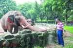 养象人见证广州大象威水史 从事大象饲养工作已36年 - 广东大洋网
