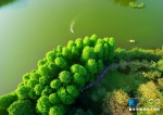 世界环境日 航拍花城广州“添绿增色” - 广东电视网