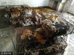500多只猫遭诱捕 送饭店前被警方查获 - News.Ycwb.Com