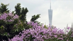 靓爆镜！广州城区道路两旁大叶紫薇盛情绽放 - 广东电视网