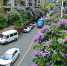 紫薇花扮靓盛夏时节 处处好街景 - 广东电视网