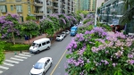 紫薇花扮靓盛夏时节 处处好街景 - 广东电视网