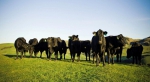 全民养牛本质区别于P2P  互联网+畜牧业成新风口 - Southcn.Com