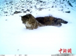 红外触发相机拍摄到的雪豹影像。　钟欣 摄 - News.Timedg.Com