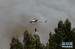葡森林火灾造成至少62人死亡 政府宣布进入紧急状态 - 广东电视网