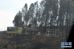 葡森林火灾造成至少62人死亡 政府宣布进入紧急状态 - 广东电视网