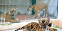 时隔15年，广州动物园再有华南虎诞生！ - 广东电视网