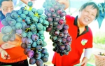 葡萄熟了 整个园区满是浓郁果香 - 广东大洋网